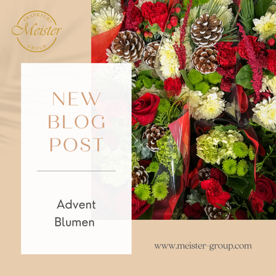 🌺 Welche Blumen eignen sich für die Adventszeit?