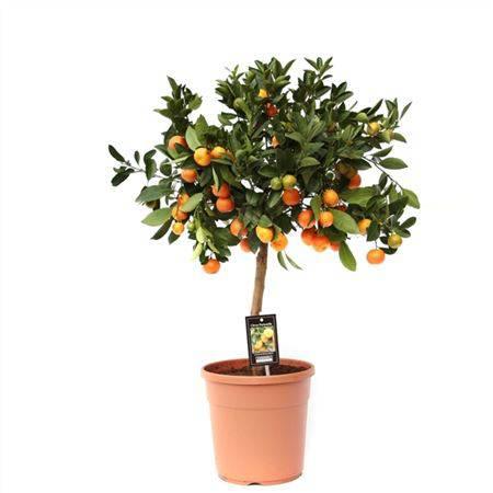 Einzigartiger Orangenbaum (Calamondinorange) - Meister Group Frankfurt