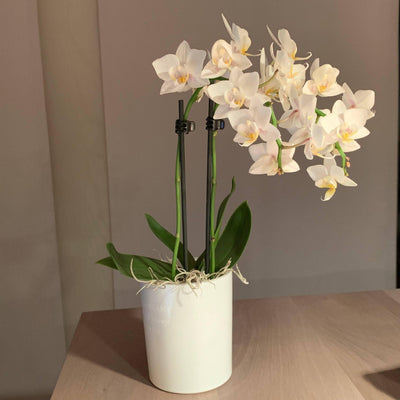Mini Orchideen Pflanze - Meister Group Frankfurt