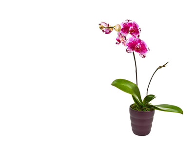 Orchideen Pflanze - Meister Group Frankfurt